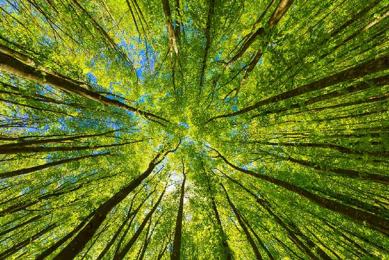 specialimpianti-alberi-natura-green